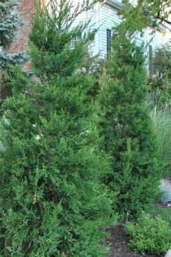 Hetzi Columnar Juniper - 1 Gallon Pot
