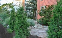 Hetzi Columnar Juniper - 7 Gallon Pot (5-6') -Garden Care Juniper Hetzi Columnar Landscape 3
