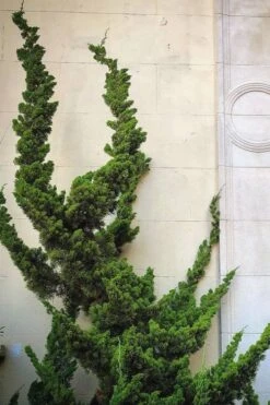 Hollywood Torulosa Juniper - 1 Gallon Pot -Garden Care Juniper Hollywood 12