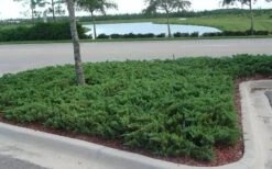 Parsons Juniper - Juniperus Davurica 'Parsonii' - 1 Gallon Pot -Garden Care Juniper Parsons 5