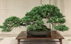 Parsons Juniper - Juniperus Davurica 'Parsonii' - 1 Gallon Pot -Garden Care Juniper Parsons Bonsai