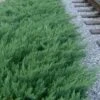 Parsons Juniper - Juniperus Davurica 'Parsonii' - 1 Gallon Pot