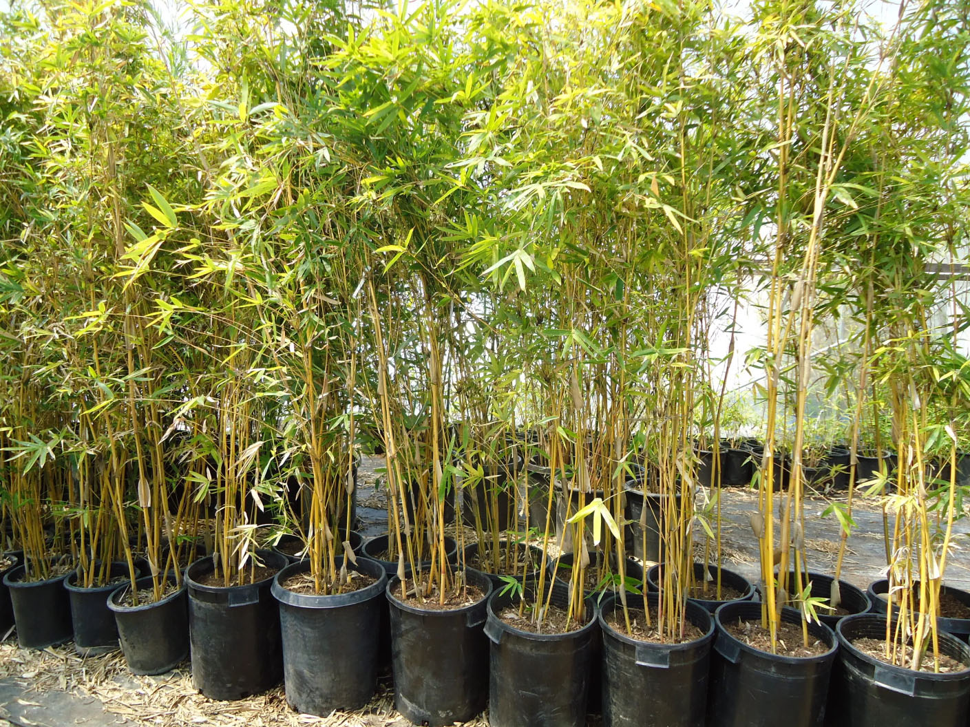 Garden Care -Garden Care L4CFPEMSTDUP1GFA