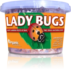 Ladybugs - 500 Per Continer