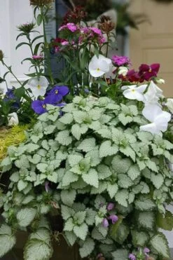 Beacon Silver Lamium - 5 Pack Of Pint Pots -Garden Care Lamium Beacons Silver 2