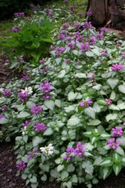 Beacon Silver Lamium - 5 Pack Of Pint Pots -Garden Care Lamium Beacons Silver 3