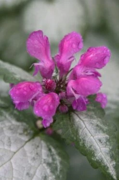 Beacon Silver Lamium - 5 Pack Of Pint Pots -Garden Care Lamium Beacons Silver 4