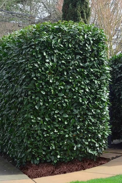 Schip Laurel (Prunus Laurocersasus 'Schipkaensis') - 1 Gallon Pot 4 Schip Laurel (Prunus Laurocersasus 'Schipkaensis') - 1 Gallon Pot - Image 4