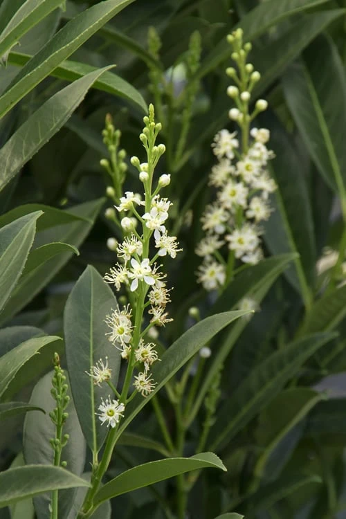 Schip Laurel (Prunus Laurocersasus 'Schipkaensis') - 3 Gallon Pot 6 Schip Laurel (Prunus Laurocersasus 'Schipkaensis') - 3 Gallon Pot - Image 6