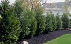Leyland Cypress - 1 Gallon Pot -Garden Care Leyland Cypress 50