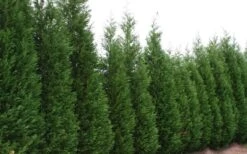 Leyland Cypress - 1 Gallon Pot -Garden Care Leyland Cypress 51