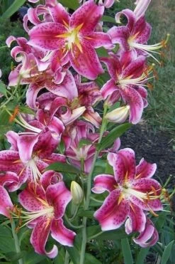 Stargazer Oriental - 1 Gallon Pot -Garden Care Lilium Stargazer 1