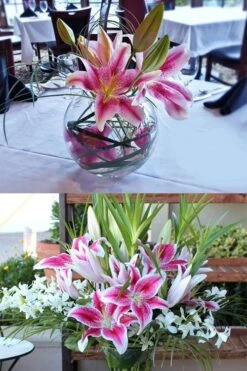 Stargazer Oriental - 1 Gallon Pot -Garden Care Lilium Stargazer 4