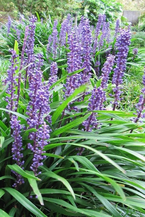 Emerald Goddess Liriope (Lilyturf) - 1 Gallon Pot 1 Emerald Goddess Liriope (Lilyturf) - 1 Gallon Pot