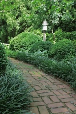 Emerald Goddess Liriope (Lilyturf) - 1 Gallon Pot 10 Emerald Goddess Liriope (Lilyturf) - 1 Gallon Pot -Garden Care Liriope Emerald Goddess 2