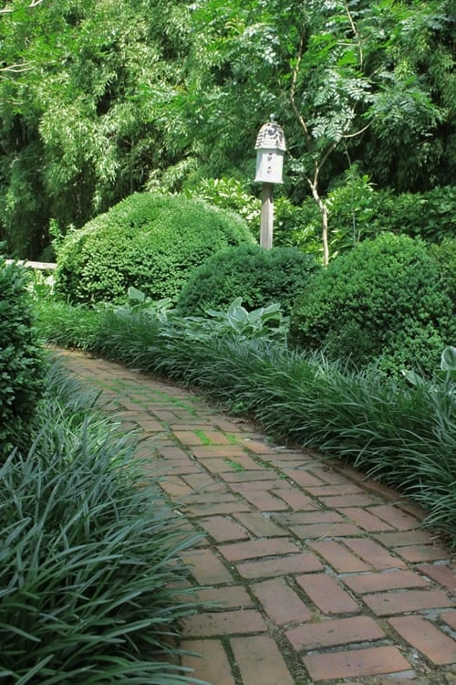 Emerald Goddess Liriope (Lilyturf) - 1 Gallon Pot 4 Emerald Goddess Liriope (Lilyturf) - 1 Gallon Pot - Image 4