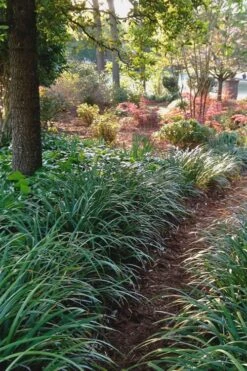 Emerald Goddess Liriope (Lilyturf) - 1 Gallon Pot 12 Emerald Goddess Liriope (Lilyturf) - 1 Gallon Pot -Garden Care Liriope Emerald Goddess 500x750 1