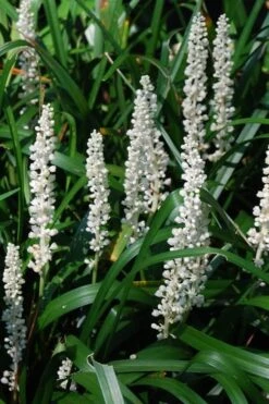 Monroe's White Liriope (Lilyturf) - 1 Gallon Pot -Garden Care Liriope Monroe White 10