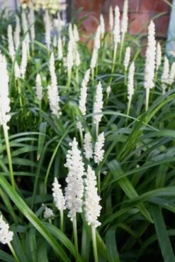 Monroe's White Liriope (Lilyturf) - 6 Pack Of 1 Gallon Pots -Garden Care Liriope Monroes White 500x750 1