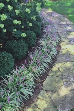 Silvery Sunproof Variegated Liriope - Lilyturf - 6 Pack Of 1 Gallon Pots 7 Silvery Sunproof Variegated Liriope - Lilyturf - 6 Pack Of 1 Gallon Pots -Garden Care Liriope Silvery Sunproof 15
