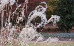 Little Zebra Grass - Miscanthus - 3 Gallon Pot 13 Little Zebra Grass - Miscanthus - 3 Gallon Pot -Garden Care Little Zebra Grass 1