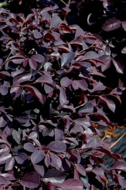 Carolina Midnight Loropetalum - 1 Gallon Pot -Garden Care Loropetalum Carolina Midnight 10