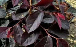 Carolina Midnight Loropetalum - 1 Gallon Pot -Garden Care Loropetalum Carolina Midnight Leaves
