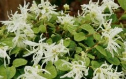Emerald Snow Loropetalum (Chinese Fringeflower) - 1 Gallon Pot 17 Emerald Snow Loropetalum (Chinese Fringeflower) - 1 Gallon Pot -Garden Care Loropetalum Emerald Snow 1