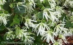 Emerald Snow Loropetalum (Chinese Fringeflower) - 1 Gallon Pot 13 Emerald Snow Loropetalum (Chinese Fringeflower) - 1 Gallon Pot -Garden Care Loropetalum Emerald Snow 51