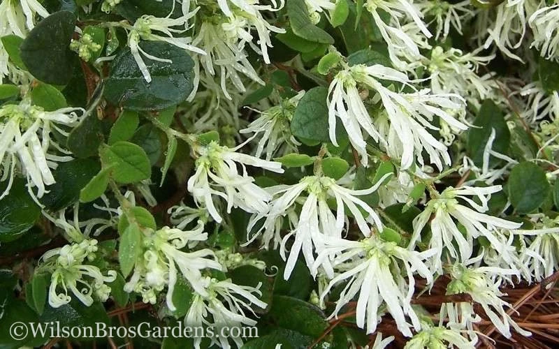 Emerald Snow Loropetalum (Chinese Fringeflower) - 1 Gallon Pot 5 Emerald Snow Loropetalum (Chinese Fringeflower) - 1 Gallon Pot - Image 5
