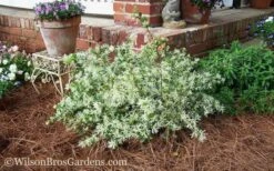 Emerald Snow Loropetalum (Chinese Fringeflower) - 3 Gallon Pot -Garden Care Loropetalum Emerald Snow 53 1