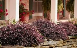 Purple Pixie Loropetalum - 6 Pack Of 1 Gallon Pots -Garden Care Loropetalum Purple Pixie 102