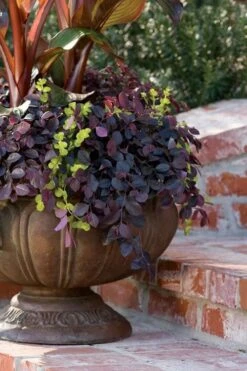 Purple Pixie Loropetalum - 6 Pack Of 1 Gallon Pots -Garden Care Loropetalum Purple Pixie 104
