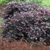 Purple Pixie Loropetalum - 6 Pack Of 1 Gallon Pots