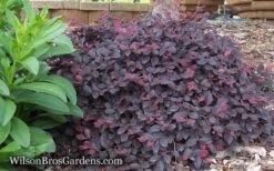 Purple Pixie Loropetalum - 6 Pack Of 1 Gallon Pots -Garden Care Loropetalum Purple Pixie 12