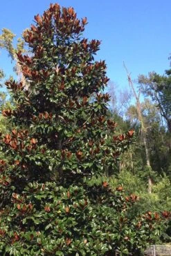 Brackens Brown Beauty Magnolia - 7 Gallon Pot (3-4') -Garden Care Magnolia Bracken Brown Beauty 500x750 1
