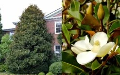 Brackens Brown Beauty Magnolia - 7 Gallon Pot (3-4') -Garden Care Magnolia Brackens Brown Beauty 1