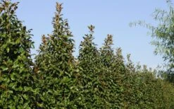 Brackens Brown Beauty Magnolia - 7 Gallon Pot (3-4') -Garden Care Magnolia Brackens Brown Beauty 6