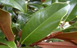 Brackens Brown Beauty Magnolia - 7 Gallon Pot (3-4') -Garden Care Magnolia Brackens Brown Beauty Leaves