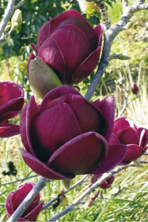 Genie Magnolia Tulip Tree - 7 Gallon Pot (3-4') 9 Genie Magnolia Tulip Tree - 7 Gallon Pot (3-4') - Image 9