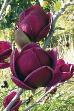 Genie Magnolia Tulip Tree - 1 Gallon Pot -Garden Care Magnolia Genie 10