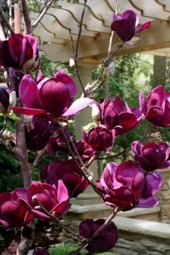 Genie Magnolia Tulip Tree - 1 Gallon Pot -Garden Care Magnolia Genie 4