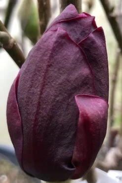 Genie Magnolia Tulip Tree - 7 Gallon Pot (3-4') 15 Genie Magnolia Tulip Tree - 7 Gallon Pot (3-4') -Garden Care Magnolia Genie 8 1