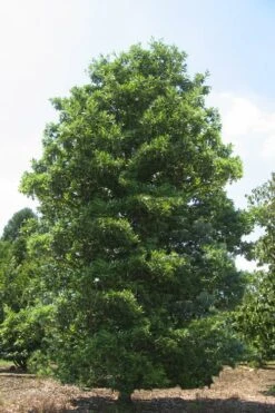 Green Shadow Sweetbay Magnolia Tree (Magnolia Virginiana) - 1 Gallon Pot -Garden Care Magnolia Green Shadow Sweetbay Mature