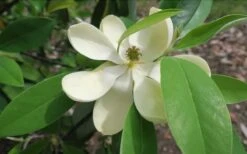 Green Shadow Sweetbay Magnolia Tree (Magnolia Virginiana) - 1 Gallon Pot -Garden Care Magnolia GreenShadow Sweet Bay Flower 2