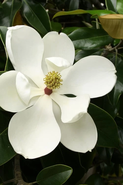 Little Gem Dwarf Southern Magnolia - 7 Gallon Pot (4-5') 1 Little Gem Dwarf Southern Magnolia - 7 Gallon Pot (4-5')
