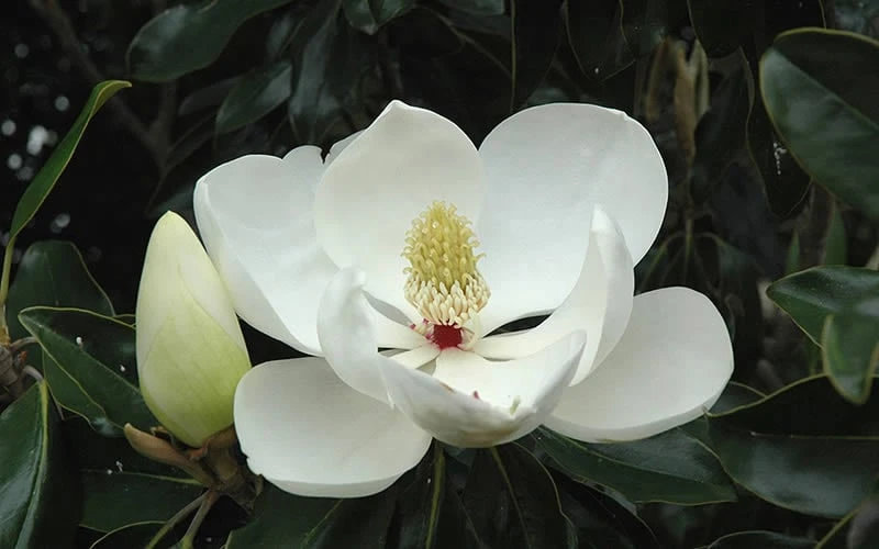 Little Gem Dwarf Southern Magnolia - 7 Gallon Pot (4-5') 9 Little Gem Dwarf Southern Magnolia - 7 Gallon Pot (4-5') - Image 9