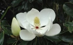 Little Gem Dwarf Southern Magnolia - 3 Gallon Pot (1.5-2.5') -Garden Care Magnolia Little Gem Bloom 2