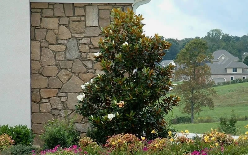 Little Gem Dwarf Southern Magnolia - 7 Gallon Pot (4-5') 7 Little Gem Dwarf Southern Magnolia - 7 Gallon Pot (4-5') - Image 7