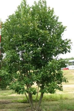 Moonglow Sweet Bay Magnolia Tree (Magnolia Virginiana 'Jim Wilson') - 7 Gallon Pot (6-7') -Garden Care Magnolia Moonglow Sweetbay 6